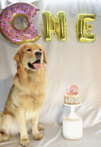 Μπαλόνια για πρώτα γενέθλια σκύλου